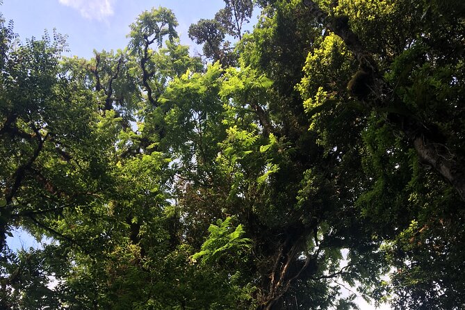 Arenal Hanging Bridges With Hotsprings, Lunch and Dinner - Tour Details