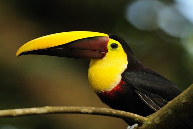 Arenal Volcano National Park Sloth Tour