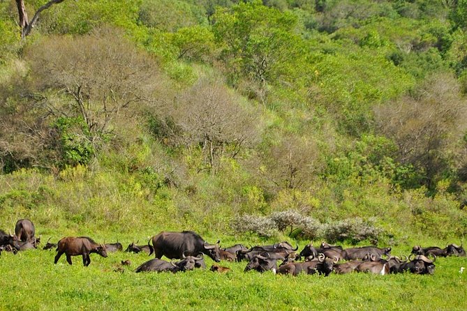 Arusha National Park Day Trip