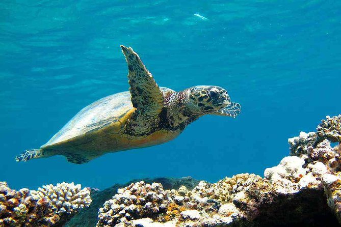 ATV Quad Safari and Snorkeling Excursion, Camel Ride With Transfer – Marsa Alam