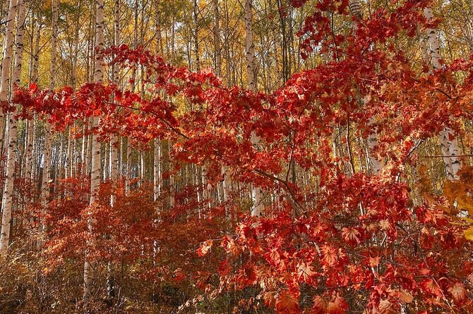 Autumn Trip for Birch Forest and Garden of Nature and Flower Fest