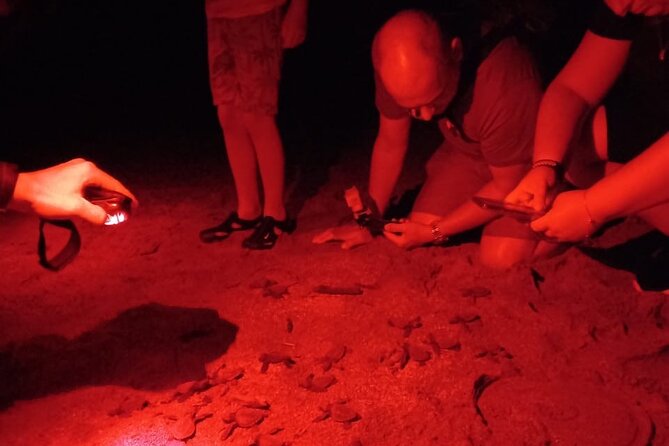 Baby Turtle Release, Night Walk, From Dreams Las Mareas, El Jobo - Overview of Baby Turtle Release