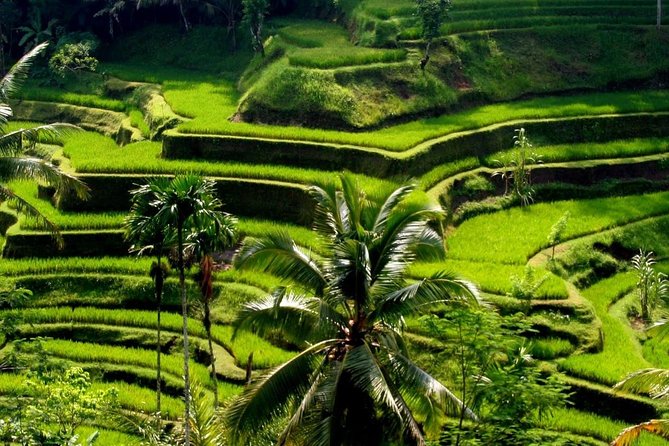 Bali Private Shore Excursion Explore Ubud Are (Cruise Ship) - Pickup Information
