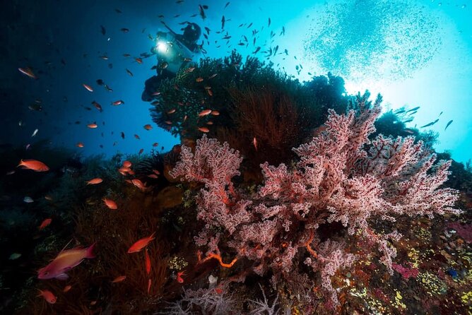 Bali Snorkeling Trip at USS Liberty Shipwreck With Hotel Transfers