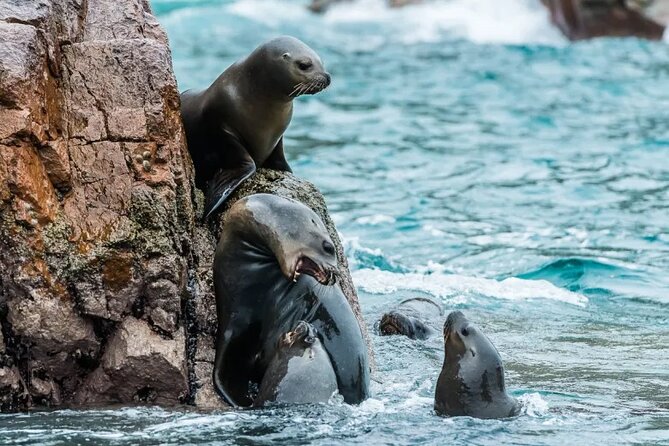 Ballestas Islands, Ica and Huacachina Tour From Lima All Included