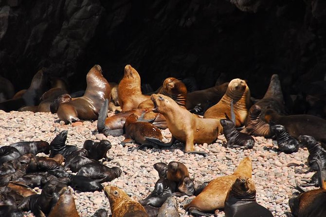 Ballestas Islands Private Tour - Pricing and Group Details