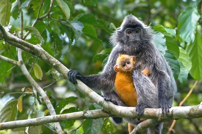 Batu Caves & Firefly Cruise From Kuala Lumpur With Seafood Dinner - Tour Inclusions