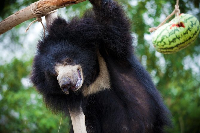 Bear Rescue Center and Wonderful Taj Mahal - Tour Details