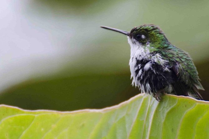 Bellavista Cloud Forest Reserve – Full Day