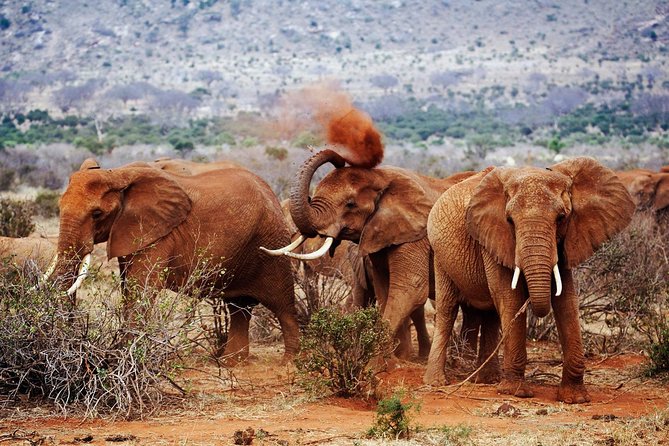 Best 7 Days Kenya Adventure Wildlife Safari - Itinerary Highlights