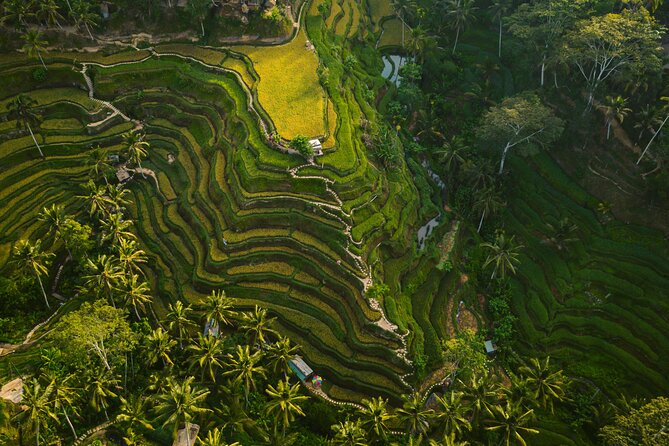 Best Ubud Highlights – Private Day Tour