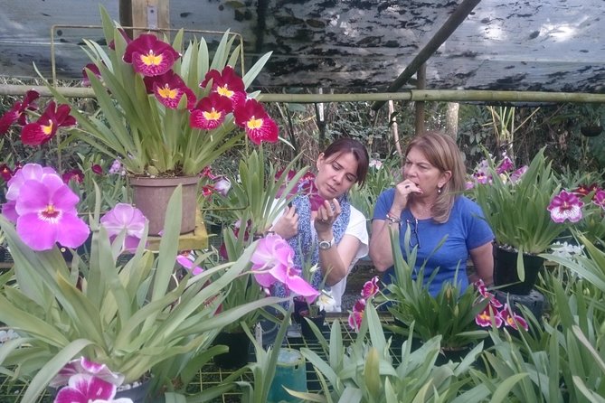 Between Orchids and Hydrangeas