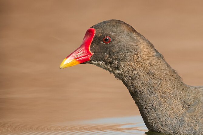 Bird Watching and Photography Private Tour Near Constanta - Transportation Details