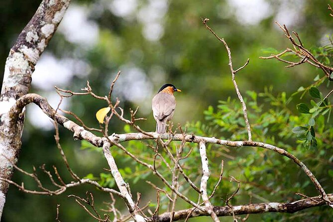 Bird Watching and Wildlife Tour (6 Days) - Tour Highlights