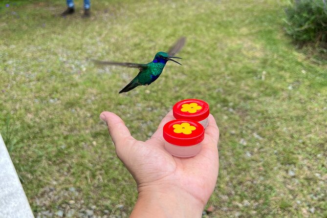 Bird Watching Half-Day Tour (Hummingbirds and Others - Inclusions and Amenities