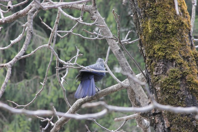 Bird-Watching Hikes Around Jibhi - Best Times for Bird-Watching