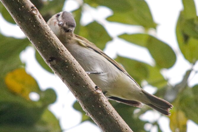 Bird Watching, in the Rainforest Costa Rica Early in the Morning.