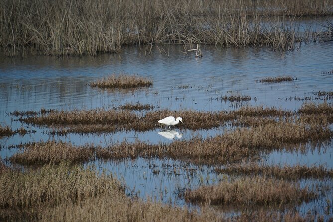 Bird Watching Mantagua Wetland&Penguins Cachagua Island From STGO