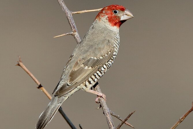 Bird Watching Safari - Price Information