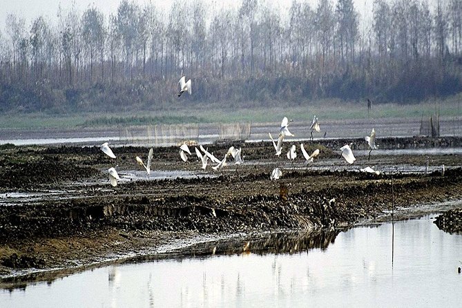 Bird Watching Tour at Nanji Hill Poyang Lake Nature Reserve From Nanchang