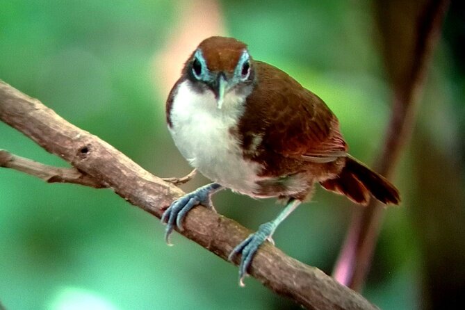 Bird Watching Tour in Drake Bay - Tour Overview