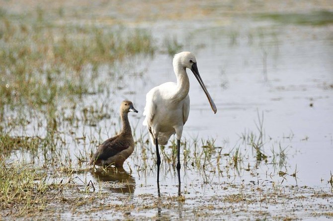 Bird Watching Tour in Muthurajawela Wetland From Colombo Harbour - Directions