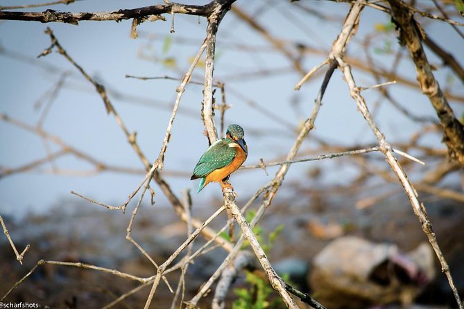 Birdwatching and Nature Walk of South Goa - Tour Highlights