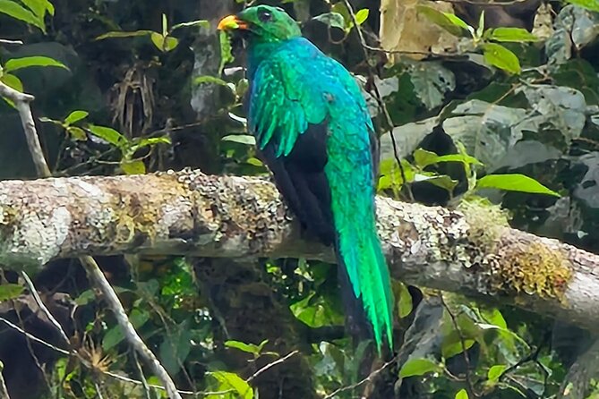 Birdwatching by Mindo Cloud Forest (Private Tour)