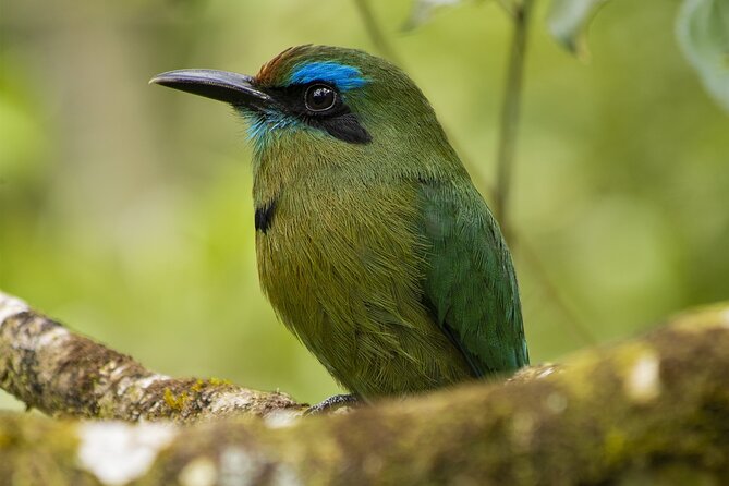 Birdwatching Experience Private Tour - Tour Highlights