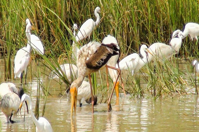 Birdwatching in Chundikulam National Park - Tour Details and Inclusions