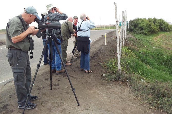 Birdwatching in Villa Wetlands – Lima