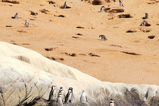 BirdWatching Mantagua Wetland&Penguins Cachagua Island From Valpo - Operator Information