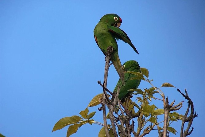 Birdwatching Manuel Antonio/ El Rey. (Marshes,Rice Fields,Canals) Group Tour - Tour Overview