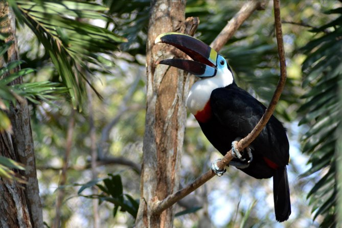 Birdwatching & Photography Experience at the National Aviary in Barú
