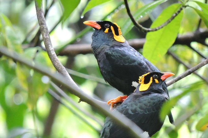 Birdwatching Safari in Udawalawe National Park From Colombo - Safari Highlights