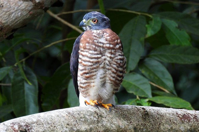 Birdwatching Tour - Tour Inclusions and Pickup Information