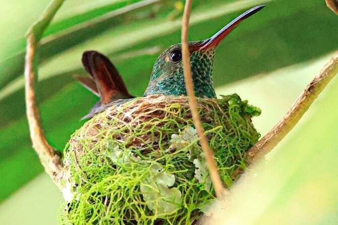 Birdwatching Tour in the Banks of Rio Celeste With Breakfast