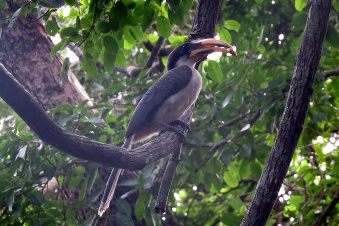 Birdwatching Walk in Sigiriya Countryside - Duration