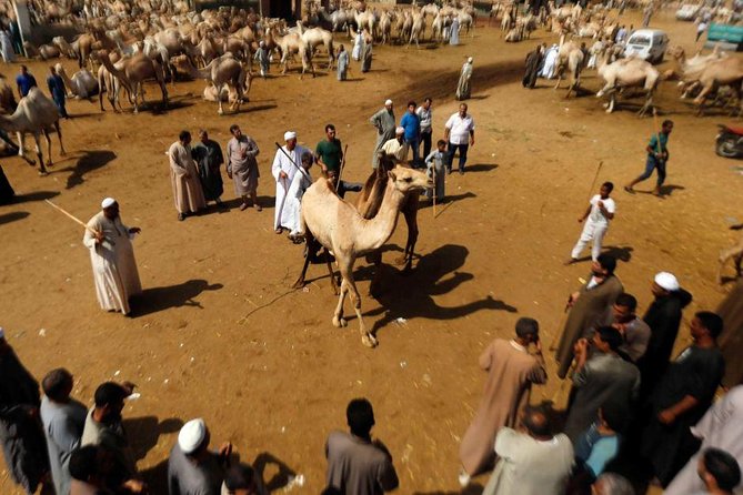 Birqash Camels Market - Inclusions