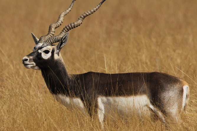 Blackbuck Safari From Rajkot