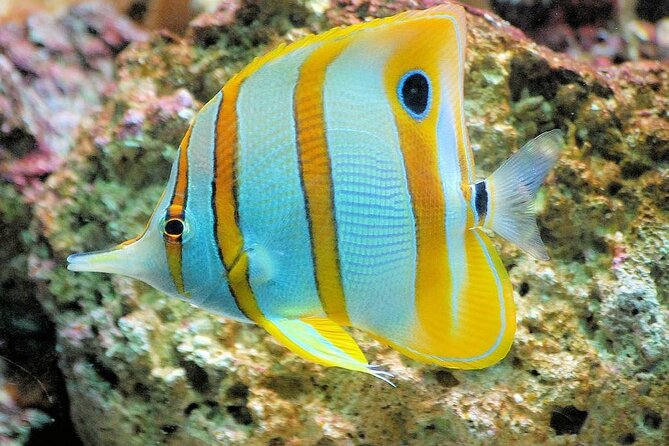 Blue Lagoon Snorkeling; Starfish Adventure; The Rock; Paje Beach; Kuza Cave Tour
