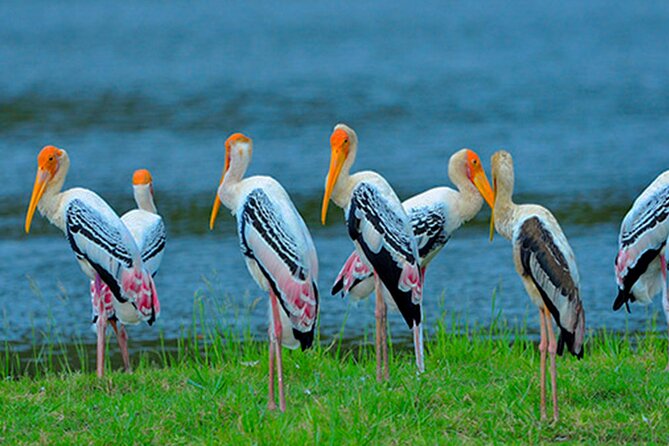 Bundala National Park Safari From Beruwala - Inclusions
