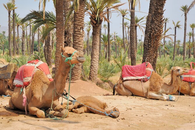Camel Ride Experience in Palmeraie Marrakech With Tea Break - Experience Highlights