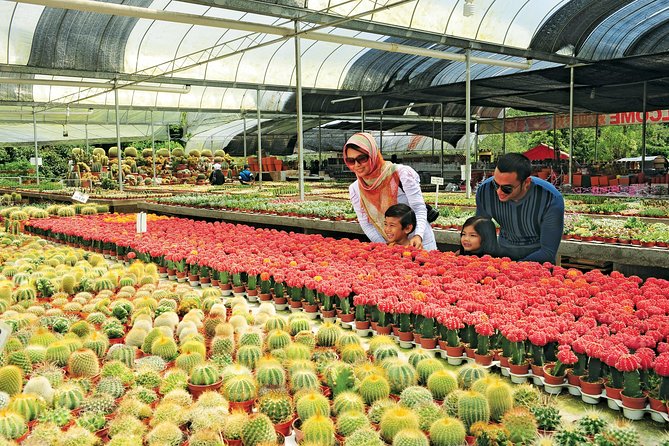 Cameron Highlands Full Day Tour (Pick up From Kuala Lumpur) - Inclusions and Pickup Details