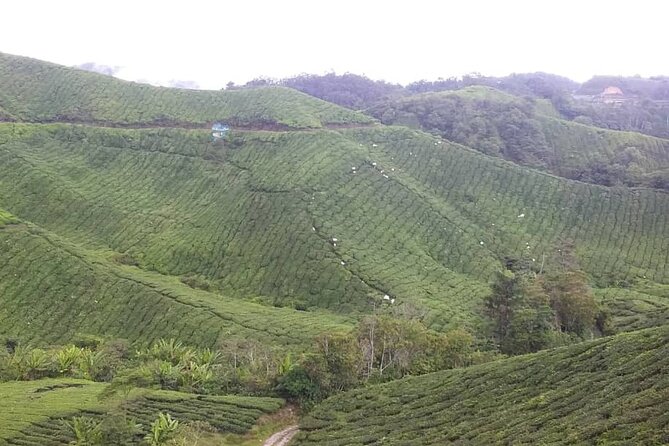 Cameron Highlands Hill Forest Walk - Pickup Points