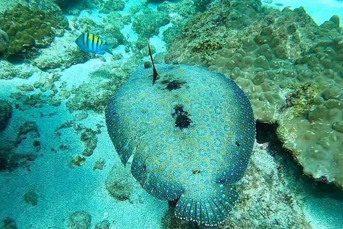Cano Island Snorkeling From Drake Bay