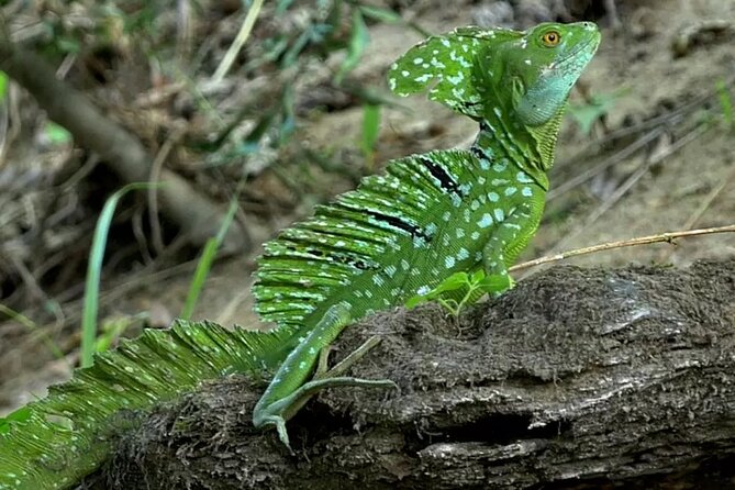 4 Best Safari Tours In Costa Rica