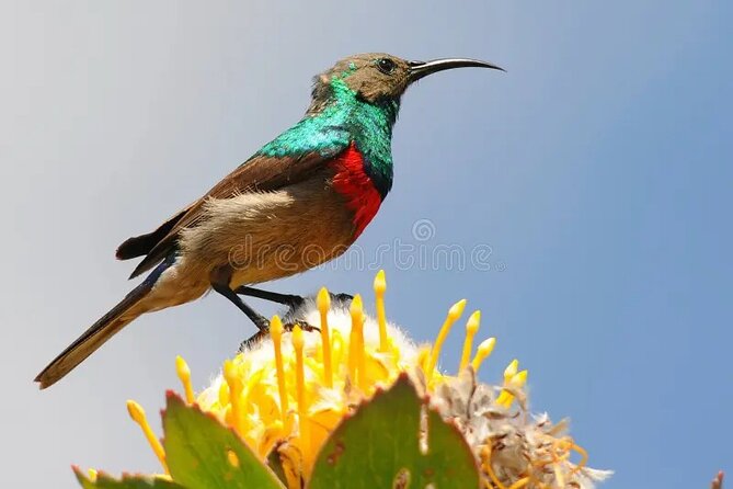 Cape Road Trip, Kirstenbosch Gardens Tour, Three Course Lunch - Tour Overview