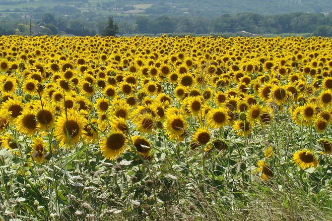 Carcassonne and Albi Private Sightseeing Tour From Toulouse - Tour Highlights