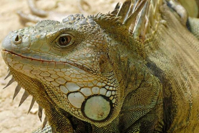 Cartagena National Aviary Private Tour